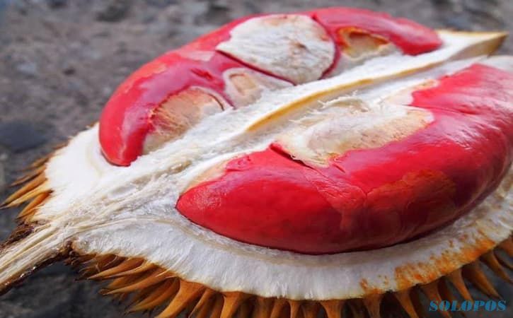 Deretan Durian Enak di Jawa Timur, Punya Cita Rasa Khas & Warna yang Menggoda