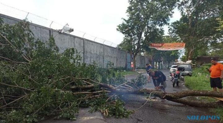 Pohon Tumbang Akibat Hujan Deras Tutup Akses Jalan Terminal Palur Karanganyar