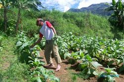 Hujan jadi kendala, petani tembakau was-was