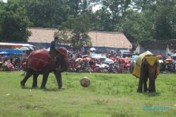 Pertunjukan atraksi gajah menarik perhatian warga 