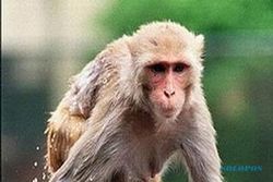 SATWA LIAR BOYOLALI : Monyet Kembali Teror Warga Karanggede, 2 Orang Terluka