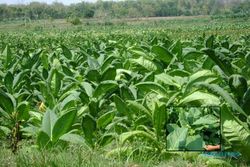 Ratusan hektare tanaman tembakau terancam gagal panen