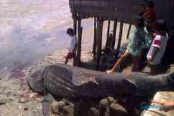 Hiu Tutul tersangkut jaring nelayan Kenjeran