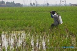 20 Hektare tanaman padi diserang wereng