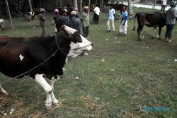 Petani tak mau jual ternak, pemerintah alokasikan dana untuk pakan