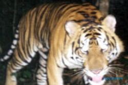 Terus dibunuh, harimau kemungkinan punah 12 tahun lagi 