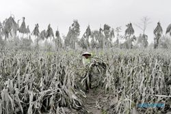 Dispertan Klaten: 75 ha perkebunan rusak