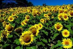  Bunga Matahari bisa menangkal radiasi nuklir