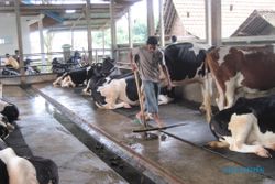 Pascabencana, produksi susu Boyolali mulai pulih   