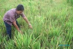 Puluhan ha padi di Masaran terancam gagal panen