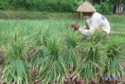 Tergiur Harga, Petani Giripeni Pilih Tanam Harga Bawang