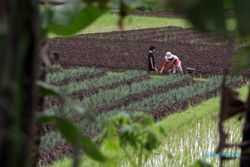 PERTANIAN BANTUL : Harga Bawang Merah "Memuaskan" Petani