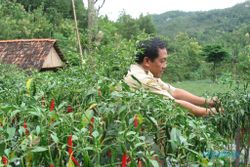 PERTANIAN PONOROGO : Lalat Buah Serbu Lombok Ponorogo Siap Panen