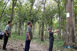 Khawatir matikan sumber air: Warga sekitar Sendang Coyo tolak penebangan pohon