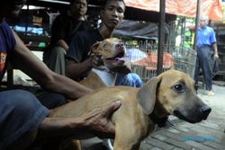 Denpasar Sibuk Kendalikan Populasi Anjing Liar