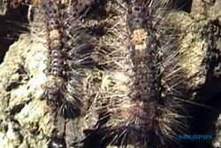 Ulat bulu merebak diduga karena semut rangrang diberantas 