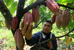 KAKAO KULONPROGO : Tanaman Kakao Kulonprogo Perlu Peremajaan