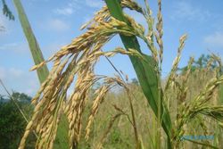 Desa Catur kembangkan padi organik