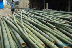Lahan Terbatas, Produktivitas Bambu Turun