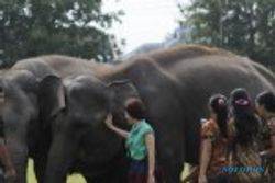 Lagi, ditemukan gajah mati tak wajar di Riau 