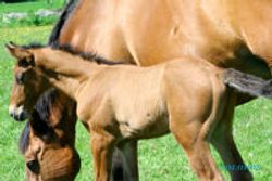 Apa khasiat susu kuda liar yang sebenarnya?