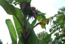  Pohon pisang bertandan dua hebohkan warga Tangen