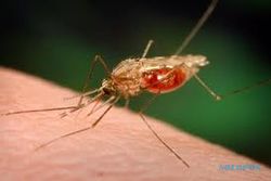Malaria berjangkit di Pucang