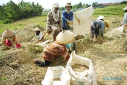PILPRES 2014 : Relawan Jokowi di Bantul Sumbang Hasil Bumi untuk Takjil