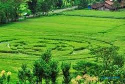 Kapolres: "Crop Circle" di Ngaglik rekayasa manusia  