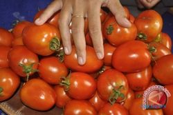 Tomat matang bermanfaat perangi kolesterol