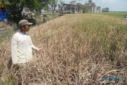 Wereng coklat serang ratusan hektare tanaman padi