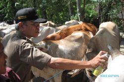 Karanganyar antisipasi antraks, ratusan sapi divaksinasi massal