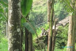 Warga lereng Merapi pilih hidup berdampingan dengan kera 