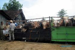 Surplus sapi potong, petani-peternak tetap terpuruk