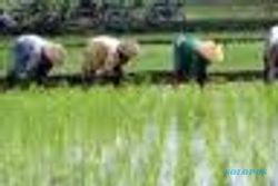 Petani desak Pemkab ada upaya paksa untuk tak tanam padi