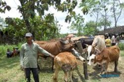  Penghentian impor sapi disambut baik peternak sapi