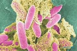 Tak ada larangan berwisata terkait bakteri E.noli 