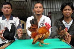 Serama, ayam Malaysia yang mempesona