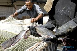 PERINGATAN SUMPAH PEMUDA : Anggota Karangtaruna di Magelang Tebar 1,5 Kuintal Ikan