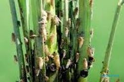 90 Ha tanaman padi gagal panen