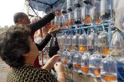 BUDIDAYA IKAN : Keberhasilan Mina Papilon Motivasi Pembudidaya Ikan di Temanggung