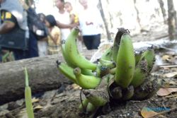 Buah pisang tumbuh tanpa pohon hebohkan warga
