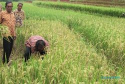 Petani Klaten belajar pengelolaan padi organik