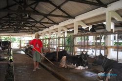 Jumlah sapi dan kerbau di Grobogan urutan kedua di Jateng