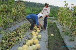 Petani Karangmojo panen melon perdana