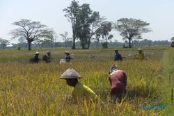 Petani di Jaten panen padi tahan wereng