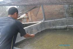 MUSIM KEMARAU : Petani Ikan di Sleman Rugi Jutaan Rupiah