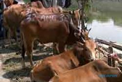 Australia segera cabut larangan ekspor sapi ke Indonesia