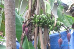 Pohon pisang ambon berbuah 7 tandan