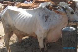 4.500 Ekor sapi dikirim ke luar daerah